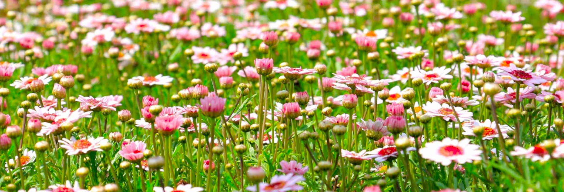 Project Drawing and Modeling